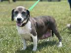 Adopt Chevy 23D-0301 a Terrier, Basset Hound