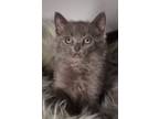 Adopt Blanche a Domestic Short Hair