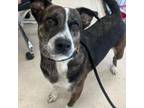Adopt Kat a Beagle, Mixed Breed