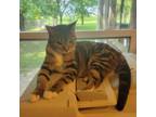 Adopt Turla a Domestic Short Hair