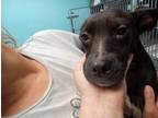 Adopt Sunflower a Labrador Retriever