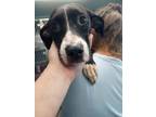 Adopt Scarlett a Labrador Retriever