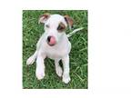 Adopt Reba's puppy Spot a Catahoula Leopard Dog