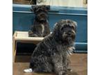 Adopt Rosie (Dallas) a Schnauzer