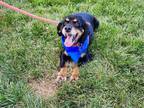 Adopt Sophie a Cocker Spaniel