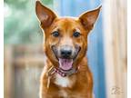 Adopt Foxy a Carolina Dog
