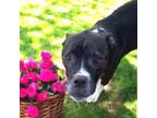 Adopt Stella a Boxer