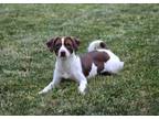 Adopt Maggie a Terrier, Mixed Breed