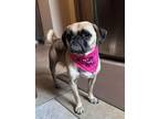 Adopt Harley a Pug