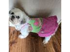 Adopt Sensai a Shih Tzu