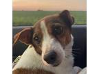 Adopt Stacy a Jack Russell Terrier