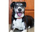 Adopt Daisy a Mixed Breed