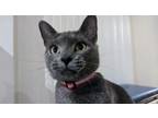 Adopt Maeve a Domestic Short Hair