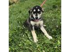 Adopt Sassy a Mixed Breed