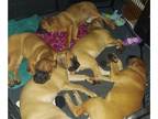 Cane Corso PUPPY FOR SALE ADN-807711 - ONE BIG BEAUTIFUL FEMALE CANE CORSO LEFT
