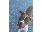 Adopt Manic a Pit Bull Terrier