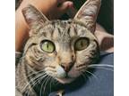 Adopt Nala a Domestic Short Hair, Tabby