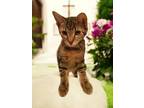 Adopt Kit a Tabby, Domestic Short Hair