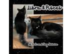 Adopt Libra a Domestic Long Hair