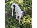 Adopt Minnie Moo a Shepherd, Dalmatian