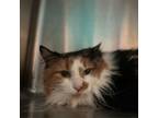 Adopt Princila Princeton the First a Domestic Long Hair