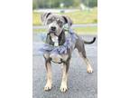 Adopt Ziggy - Adoptable a Terrier, Mixed Breed