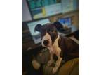 Adopt Amarth a Labrador Retriever, Mixed Breed