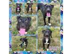 Adopt Sassy CFS# 240054972 a Black Labrador Retriever, Pit Bull Terrier