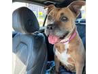 Adopt christmas a Staffordshire Bull Terrier