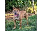 Adopt Billie a American Staffordshire Terrier, Mixed Breed