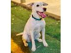 Adopt Judey a Labrador Retriever, Australian Kelpie
