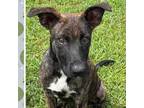 Adopt Willow a Doberman Pinscher, Mixed Breed