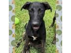 Adopt Fern a Doberman Pinscher, Mixed Breed