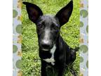Adopt Thistle a Doberman Pinscher, Mixed Breed
