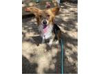 Adopt Eno/Skye a Pembroke Welsh Corgi
