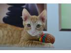 Adopt Toffee a American Shorthair