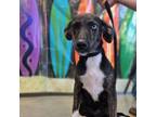 Adopt Sascha a Mixed Breed