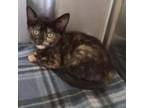 Adopt Penny aka She-Ra a Domestic Short Hair