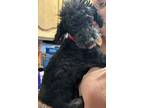 Adopt Willow a Poodle