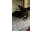 Adopt Bubbles a Beagle, Australian Cattle Dog / Blue Heeler