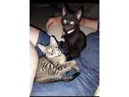 Adopt Toby & Dakota a Domestic Short Hair