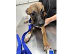 Adopt Trix a Mixed Breed