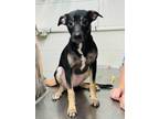 Adopt Apple Jacks a Mixed Breed
