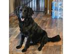 Adopt Mazey a Golden Retriever