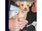 Adopt Gretchen a Wirehaired Terrier
