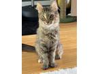Adopt Violin a Domestic Long Hair