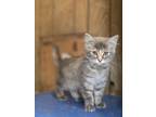 Adopt Willa a Domestic Long Hair