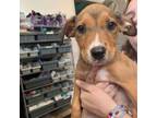Adopt Uno a Pit Bull Terrier