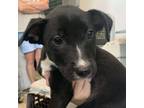 Adopt Puppyfoot a Pit Bull Terrier