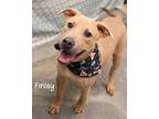 Adopt Finley a Pit Bull Terrier